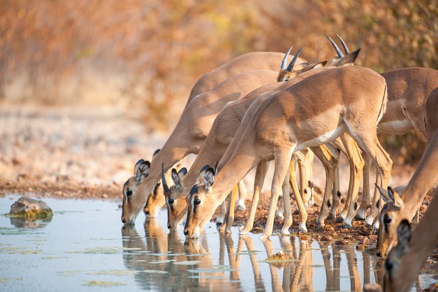 Zambezi River Cruise Safari